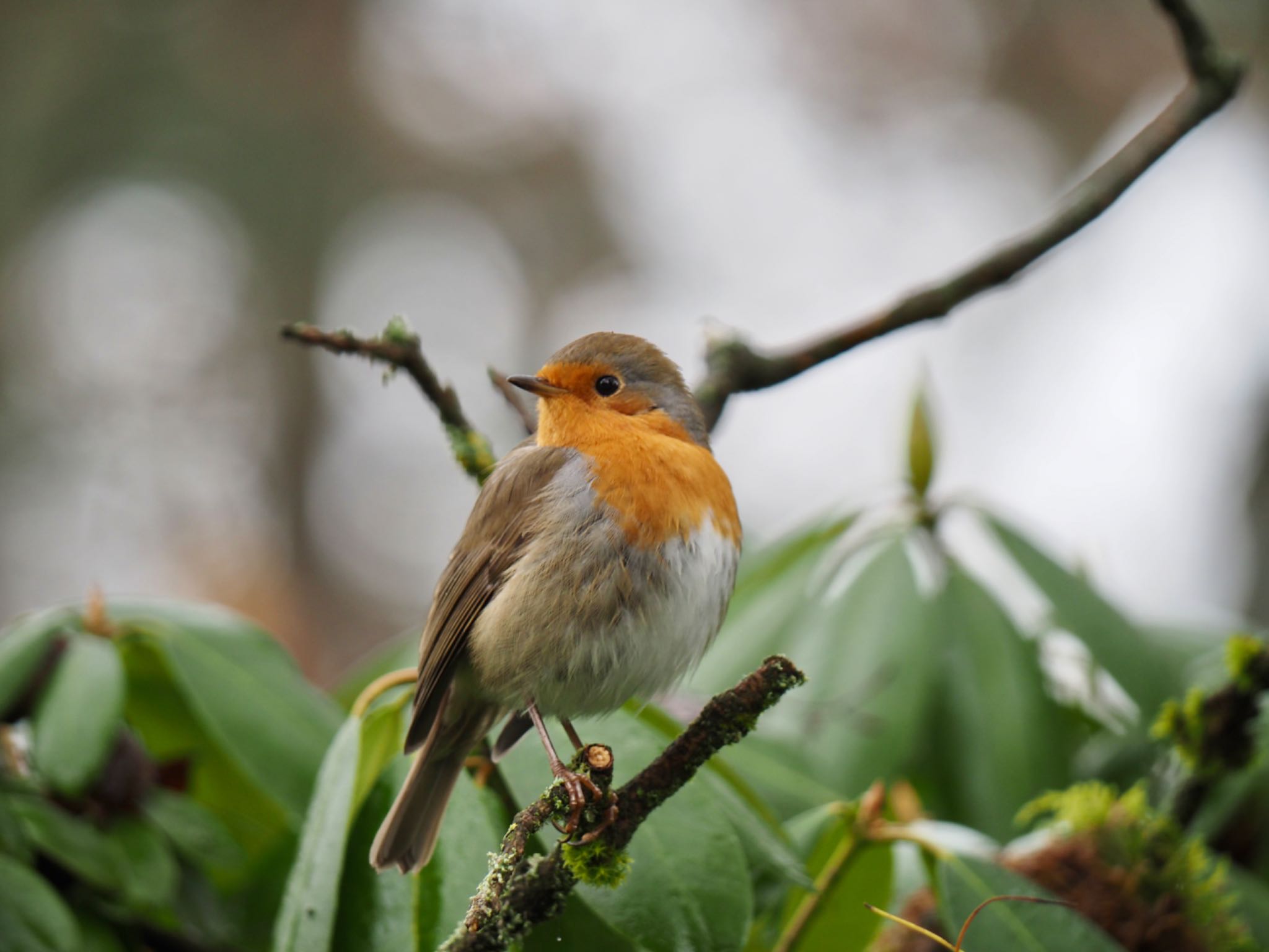 Photo of European Robin at クロンベルク「フランクフルト近郊」 by Bunzo1964