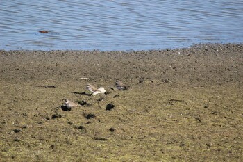 2021年10月30日(土) 伊佐沼の野鳥観察記録