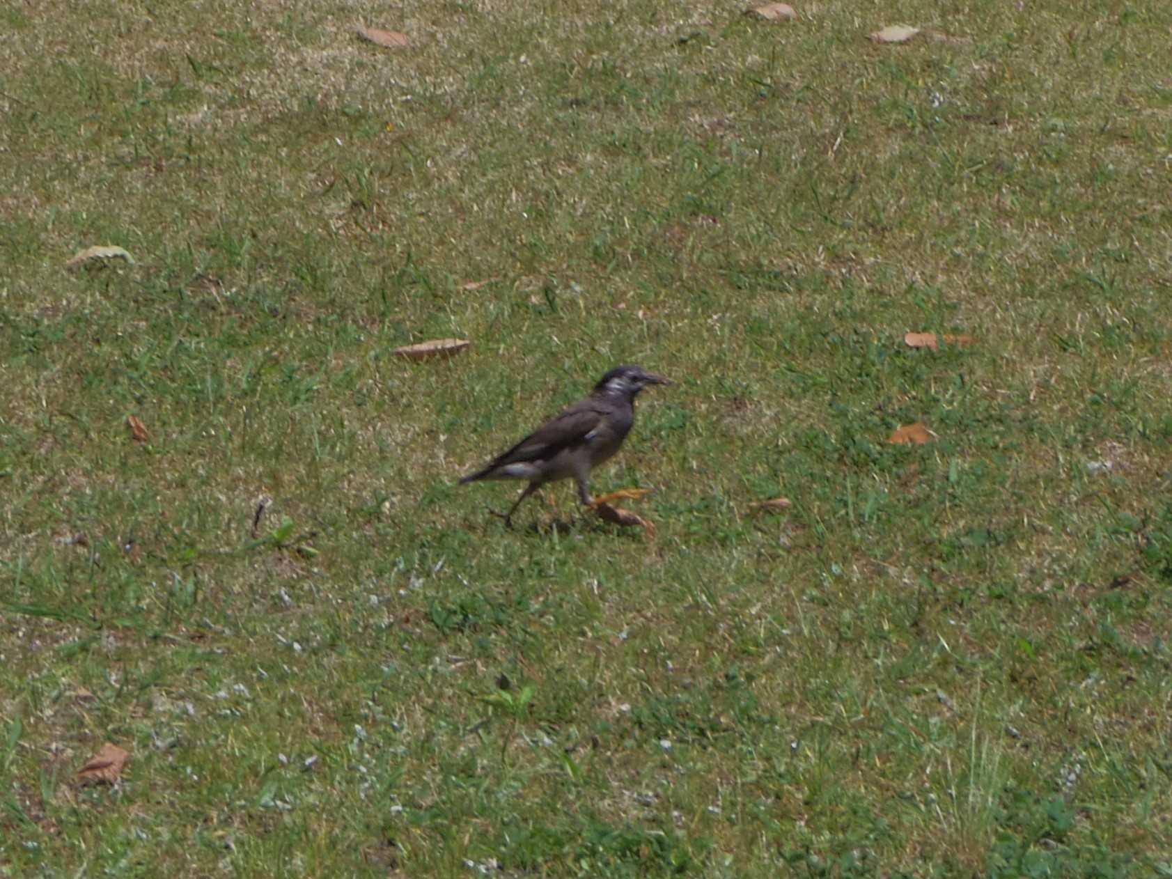 Photo of White-cheeked Starling at Tokyo Port Wild Bird Park by smallfield