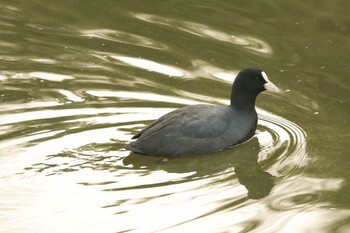 オオバン 二ツ池公園 2021年12月4日(土)