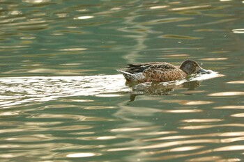 Northern Shoveler 二ツ池公園 Sat, 12/4/2021