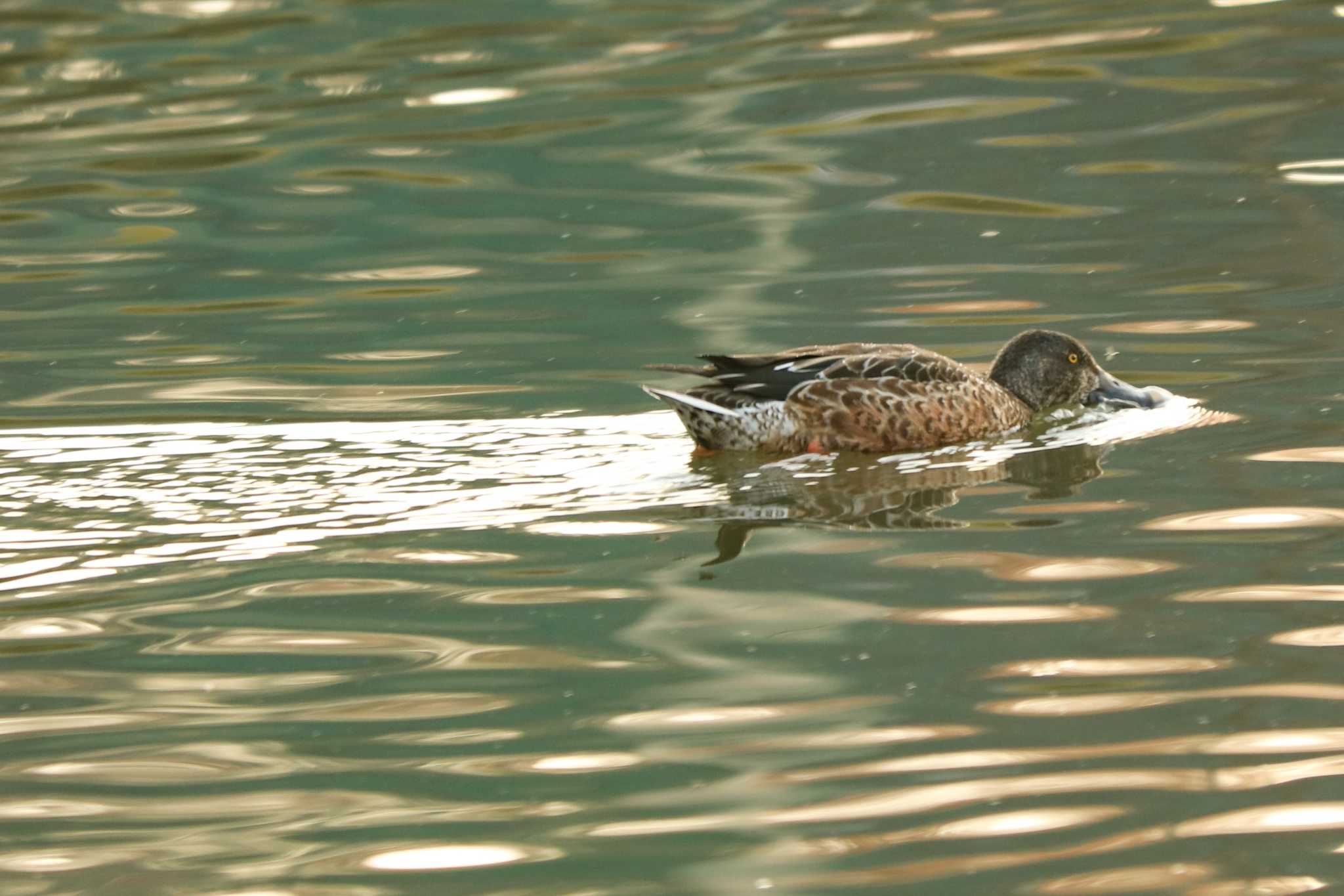 二ツ池公園 ハシビロガモの写真 by Yuka