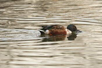 Northern Shoveler 二ツ池公園 Sat, 12/4/2021