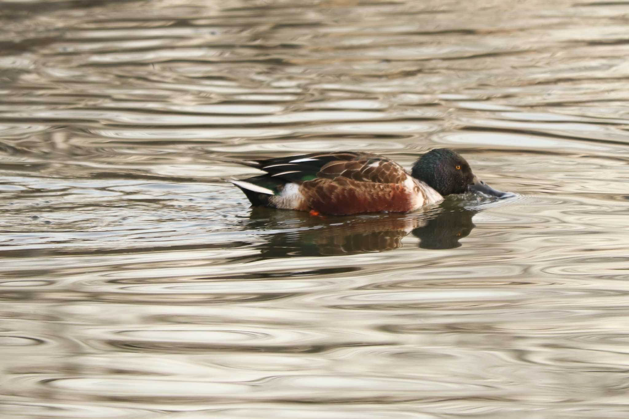 Photo of Northern Shoveler at 二ツ池公園 by Yuka