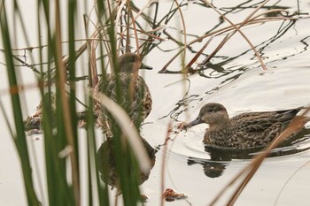 Eurasian Teal 二ツ池公園 Sat, 12/4/2021