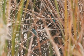 Common Kingfisher 二ツ池公園 Sat, 12/4/2021