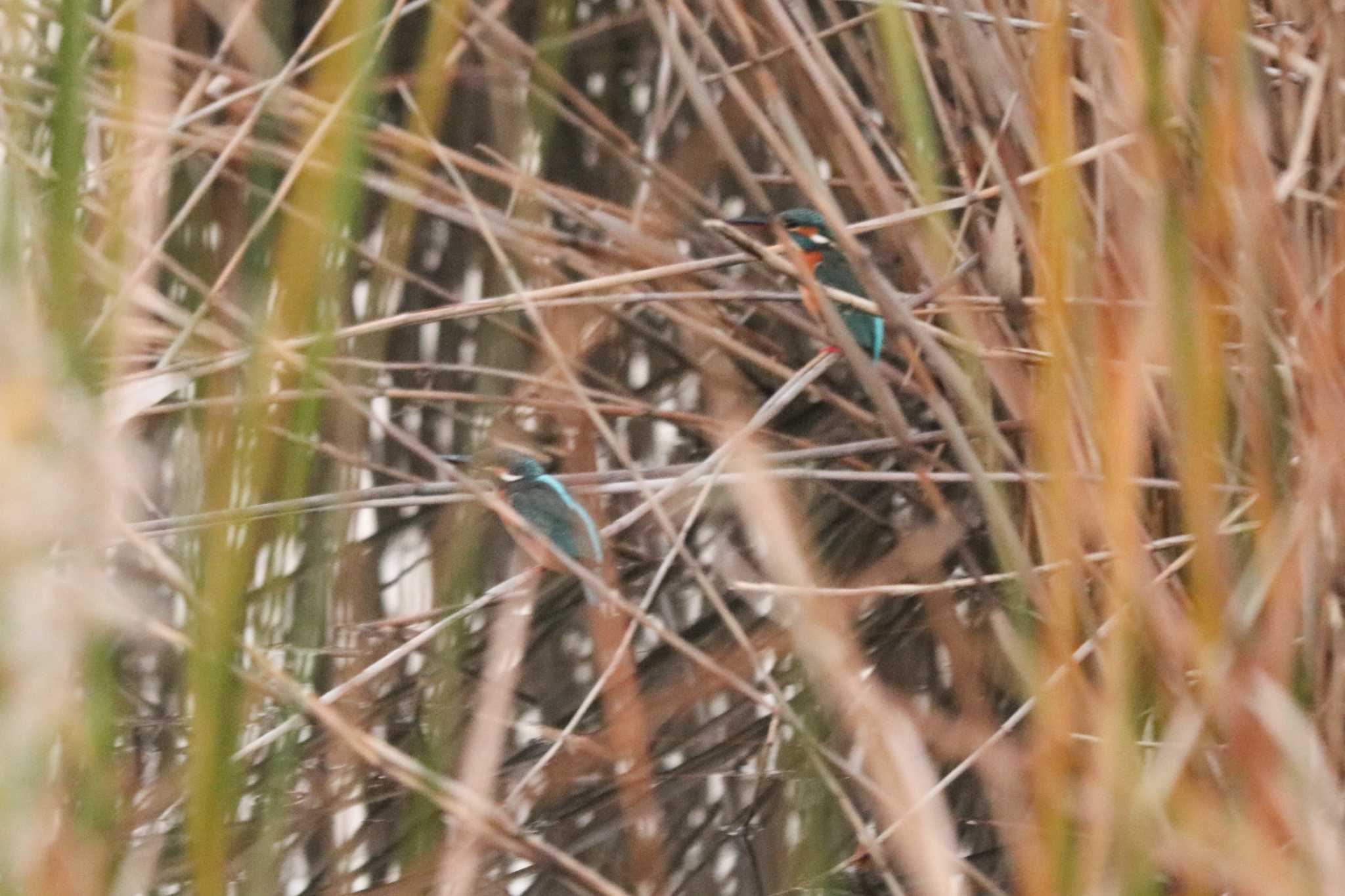 Common Kingfisher