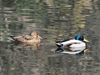 マガモ じゅんさい緑地公園 2021年12月12日(日)