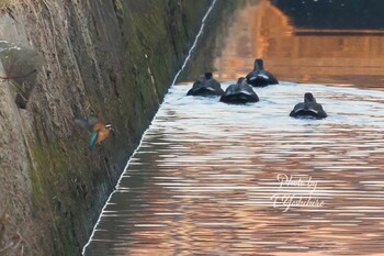 カワセミ 八尾市 2021年12月15日(水)