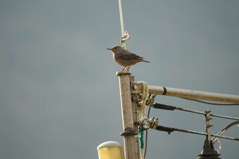 2021年12月15日(水) 恵曇漁港の野鳥観察記録