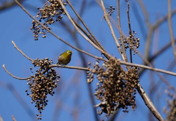 メジロ 浅間山公園(府中市) 2021年12月12日(日)