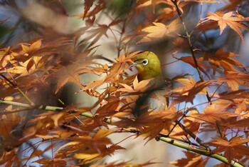 メジロ 浅間山公園(府中市) 2021年12月12日(日)