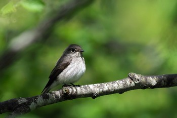 Dark-sided Flycatcher 長野 Fri, 6/2/2017