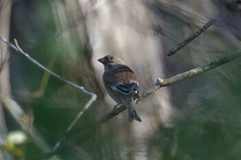 カワラヒワ みなくち子どもの森 2021年12月15日(水)