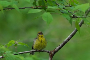 ノジコ 長野 2017年6月3日(土)