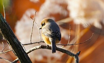 2021年12月15日(水) 千里南公園の野鳥観察記録