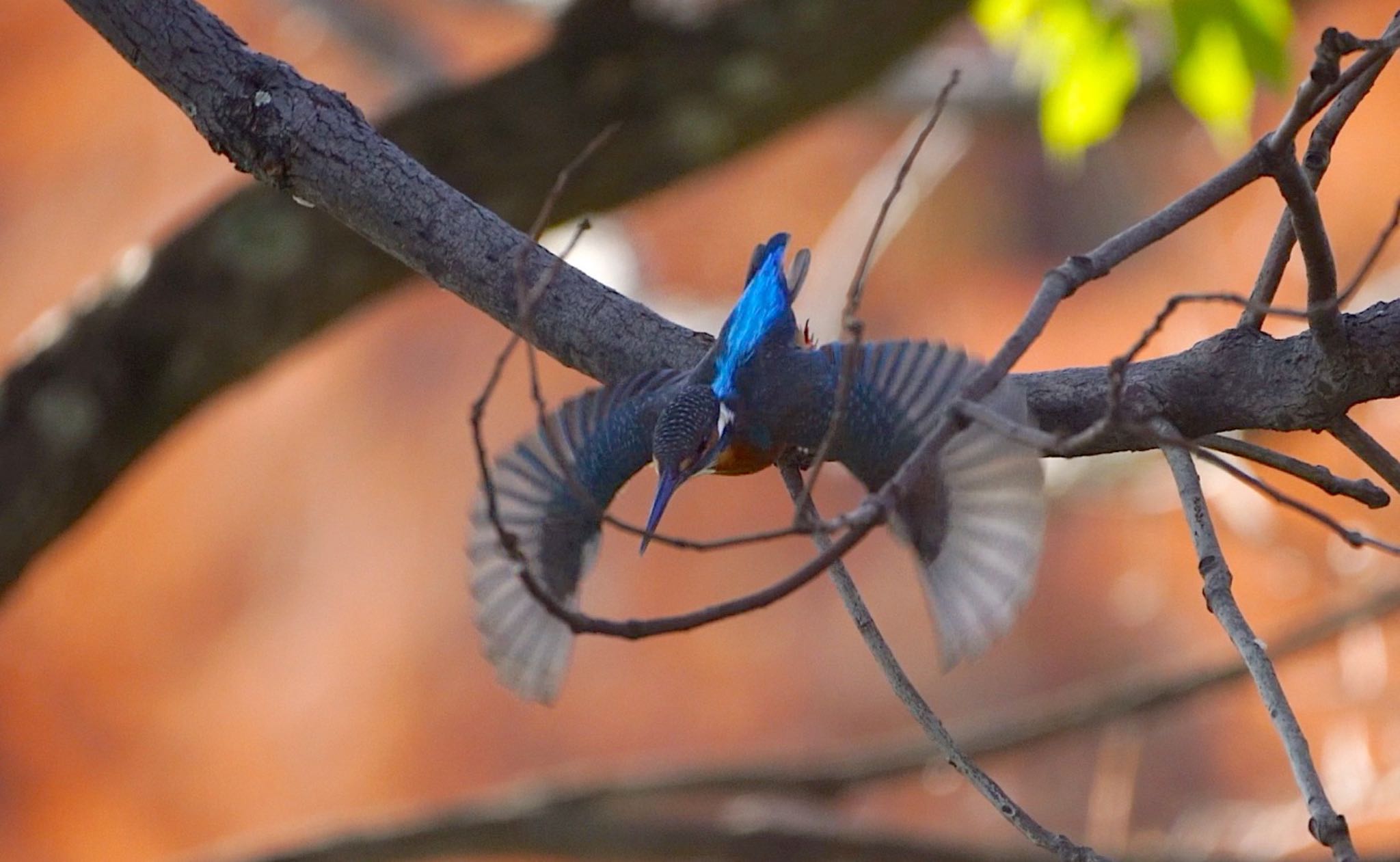 Common Kingfisher