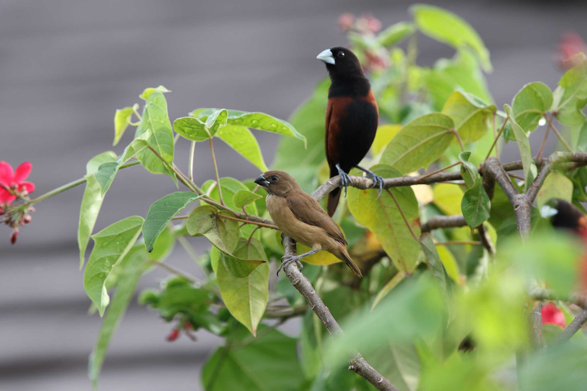 Photo of Chestnut Munia at Crimson Resort & Spa Mactan by Trio