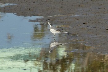 Sun, 12/12/2021 Birding report at 北区 こどもの水辺 (東京都)