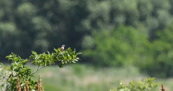 ホオジロ 多摩川 2017年6月4日(日)