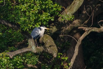 Grey Heron 都内市街地 Sun, 12/12/2021