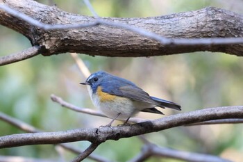 Red-flanked Bluetail 甲山森林公園 Wed, 12/15/2021