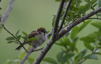 スズメ 多摩川 2017年6月4日(日)