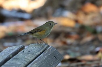 Red-flanked Bluetail 甲山森林公園 Wed, 12/15/2021