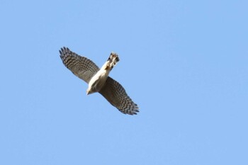 Eurasian Sparrowhawk 甲山森林公園 Wed, 12/15/2021