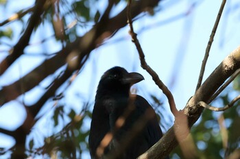 Large-billed Crow 甲山森林公園 Wed, 12/15/2021