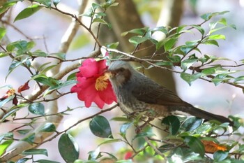 Brown-eared Bulbul 甲山森林公園 Wed, 12/15/2021