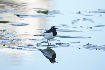 セグロセキレイ 水元公園 2021年12月15日(水)