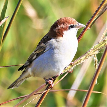 Russet Sparrow 湖北野鳥センター Sat, 11/13/2021