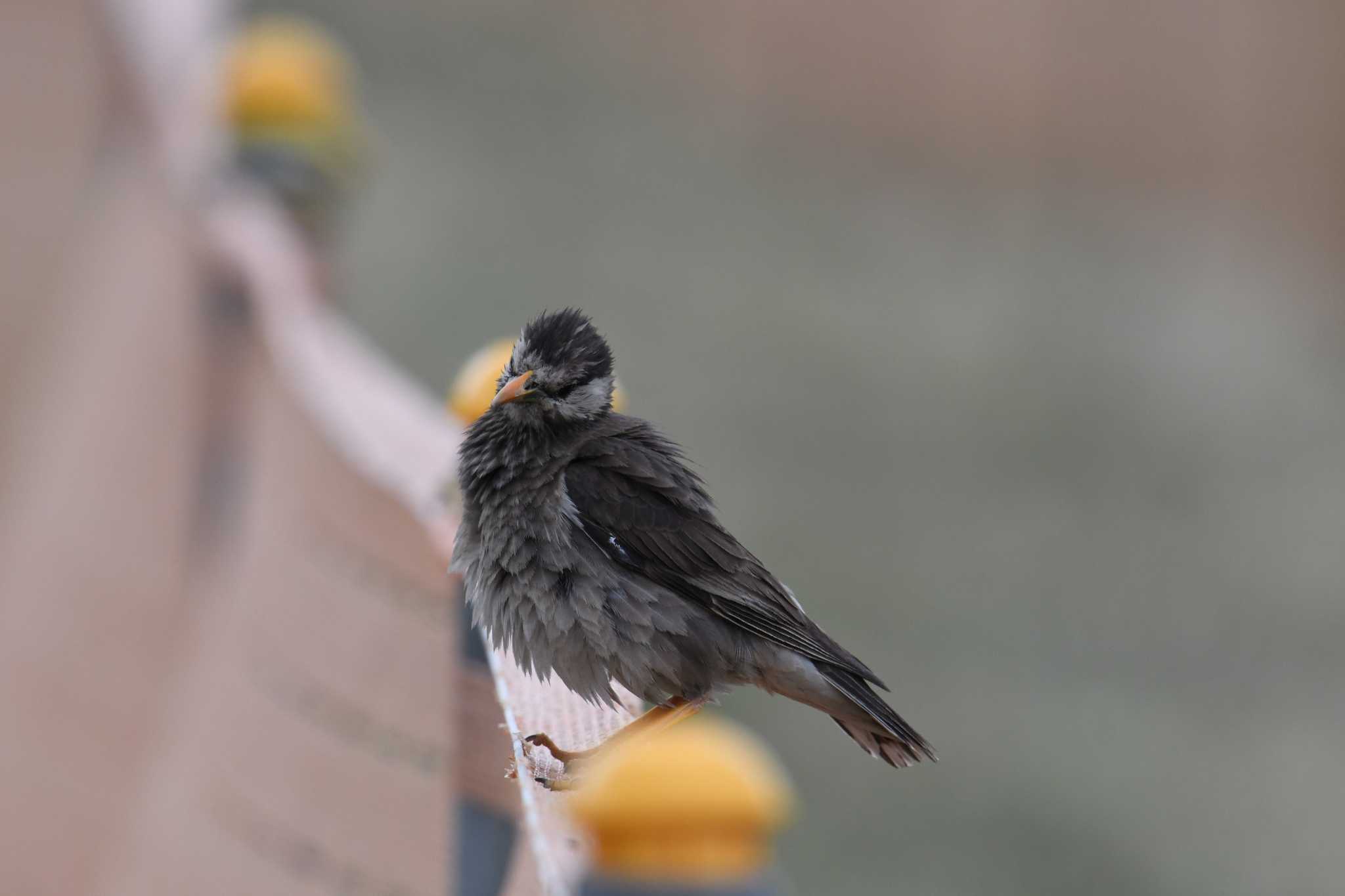 Photo of White-cheeked Starling at 多摩川 by あひる