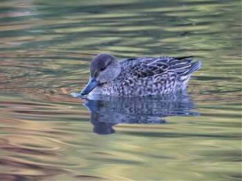 コガモ じゅんさい緑地公園 2021年12月15日(水)