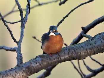 カワセミ じゅんさい緑地公園 2021年12月15日(水)