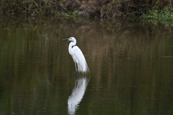 Little Egret 多摩川 Sun, 6/4/2017