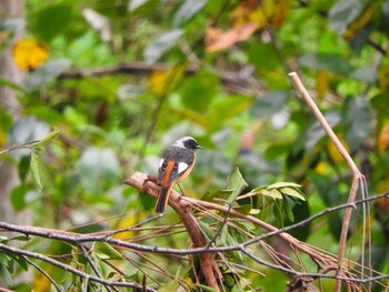 Daurian Redstart 奈良県 Mon, 11/8/2021