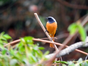 Daurian Redstart 奈良県 Mon, 11/8/2021