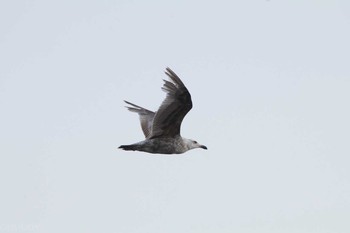 Slaty-backed Gull 幕張海浜公園 Sat, 6/3/2017