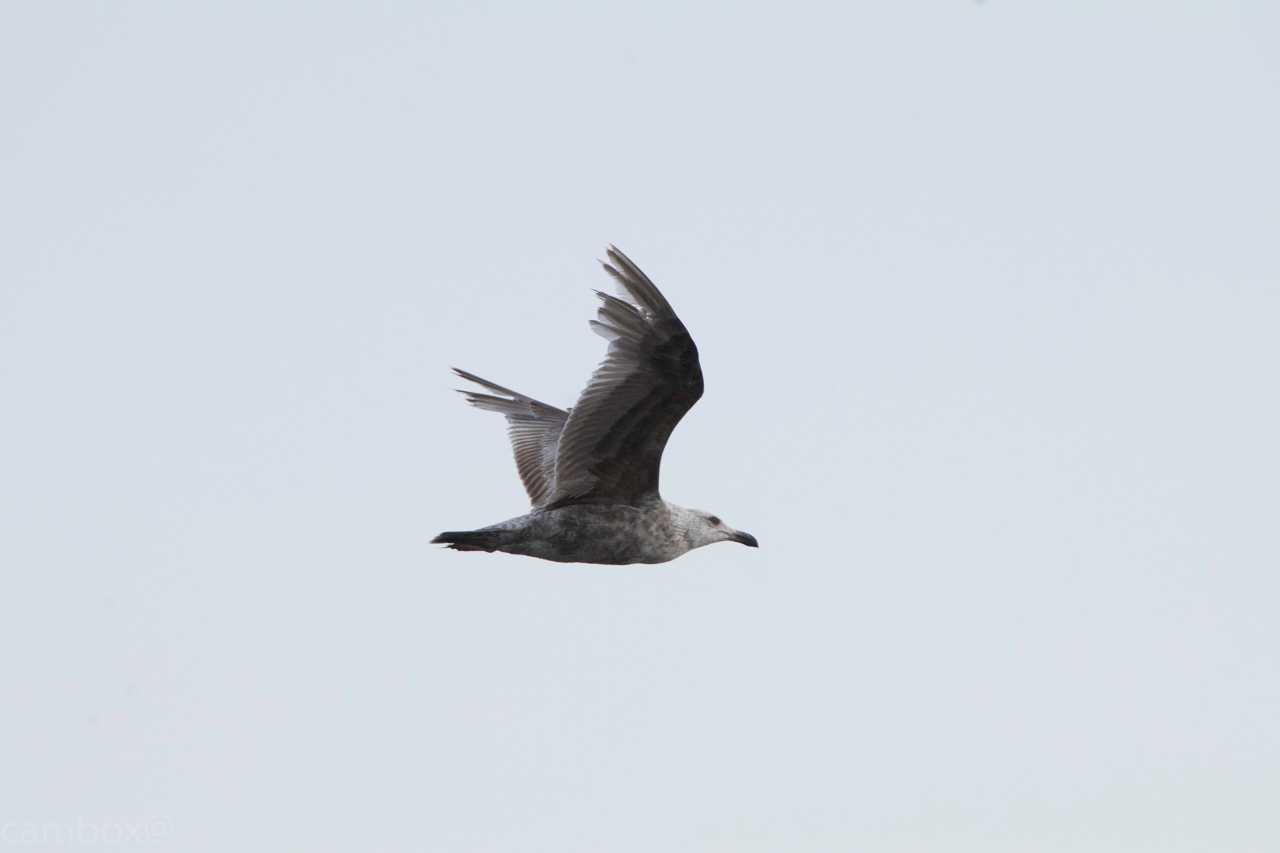 Photo of Slaty-backed Gull at 幕張海浜公園 by natoto