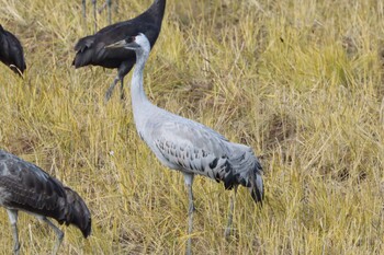 2021年12月10日(金) 出水市ツル観察センターの野鳥観察記録