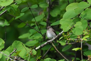 Dark-sided Flycatcher 長野 Fri, 6/2/2017