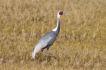 White-naped Crane Izumi Crane Observation Center Fri, 12/10/2021