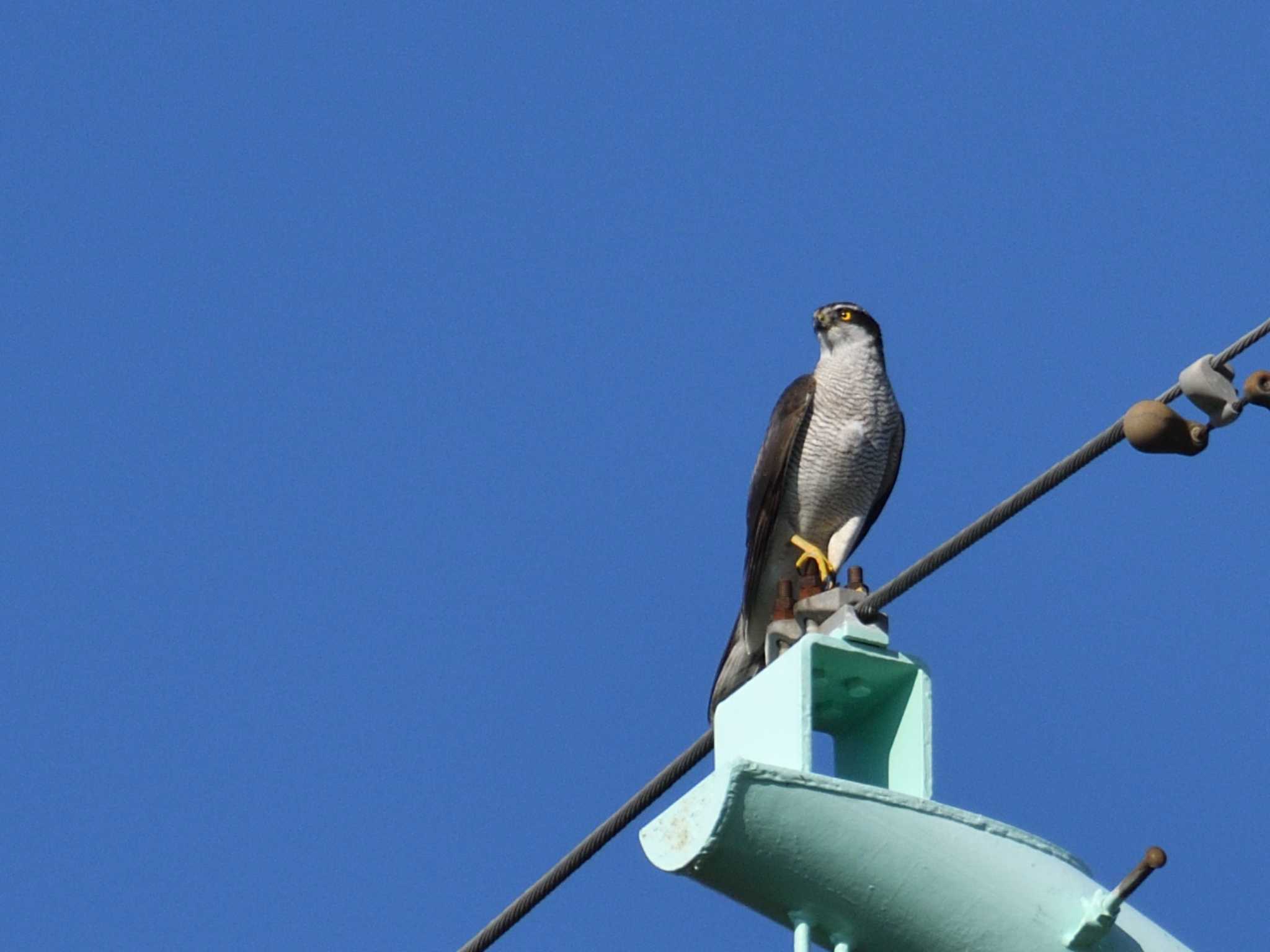 見沼自然公園 オオタカの写真