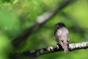 Dark-sided Flycatcher 長野 Fri, 6/2/2017