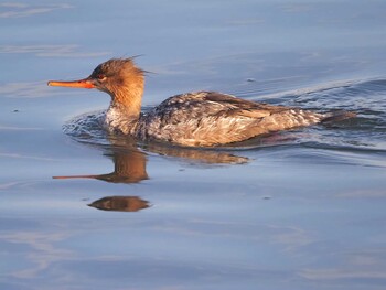 2021年12月12日(日) 葛西臨海公園の野鳥観察記録
