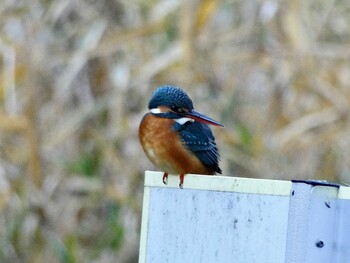 カワセミ 座間谷戸山公園 2021年12月16日(木)