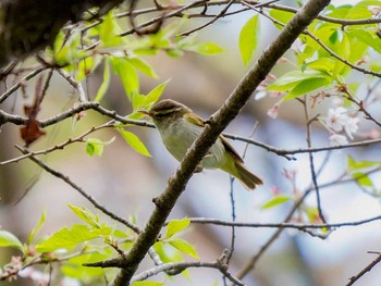 Eastern Crowned Warbler Aobayama Park Sat, 4/22/2017