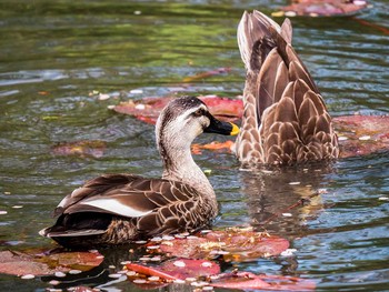 カルガモ 青葉山公園 2017年4月22日(土)